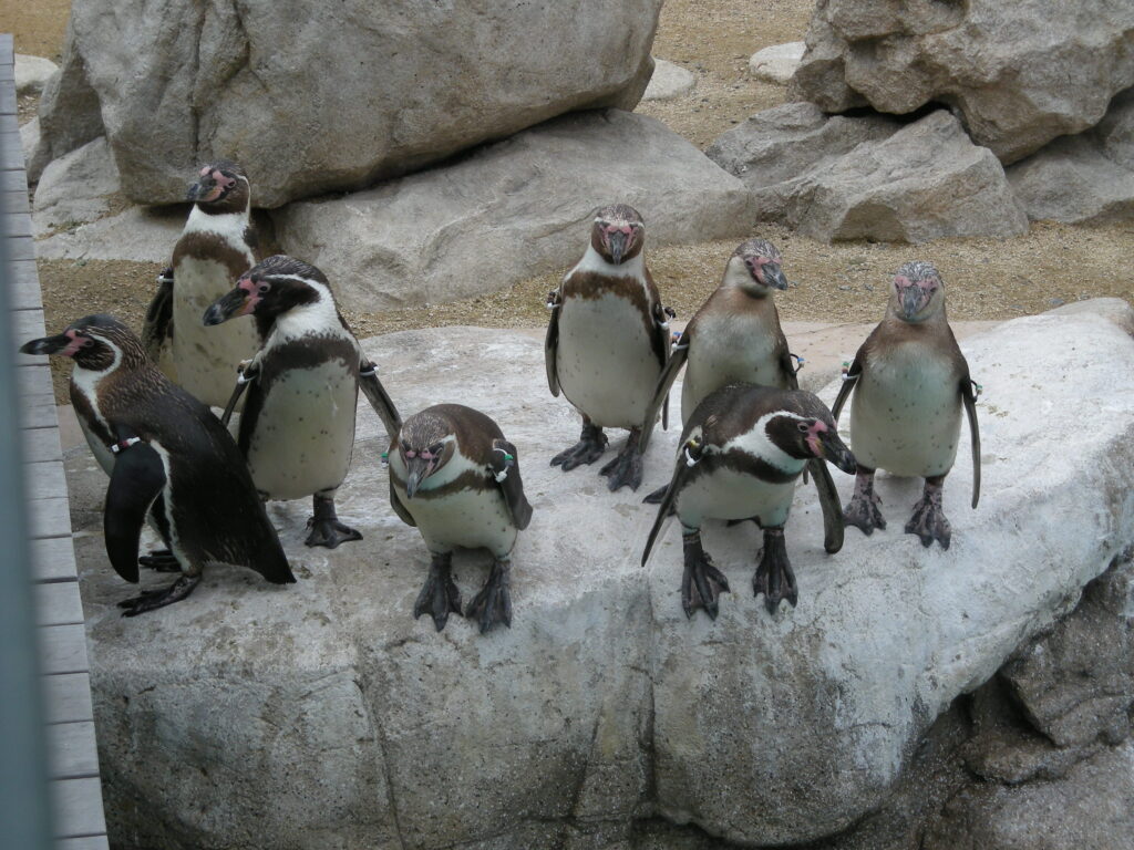 <img src="image.jpg" alt="海響館の屋外で飼育しているペンギンの写真">