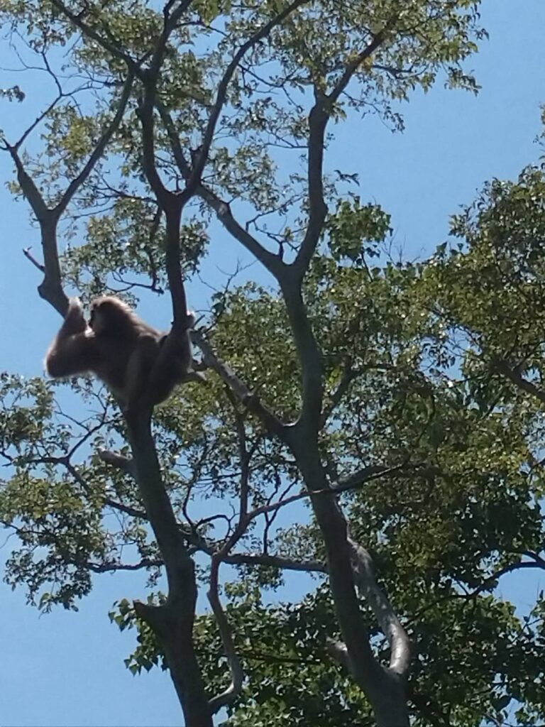 <img src="image.jpg" alt="ときわ動物園のお猿さんが木登りしている写真">