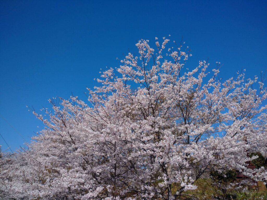 <img src="photo.jpg" alt="桜の木のイメージの写真">