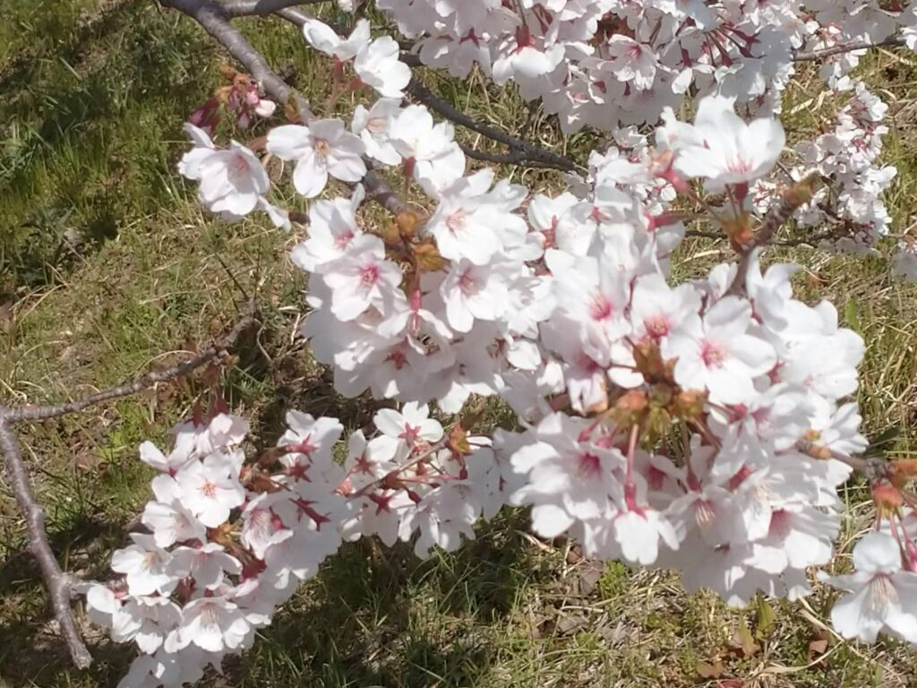<img src="photo.jpg" alt="桜の写真">