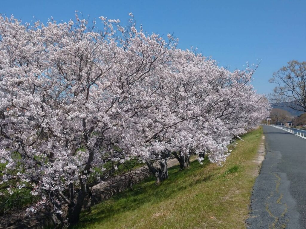 <img src="photo.jpg" alt="土手の桜の写真">