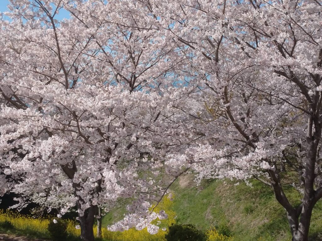 <img src="photo.jpg" alt="竜王山の桜の写真">