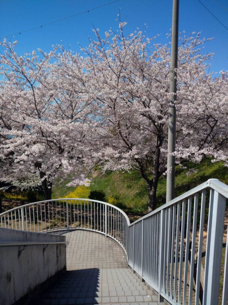 <img src="photo.jpg" alt="駐車場付近の桜の写真">
