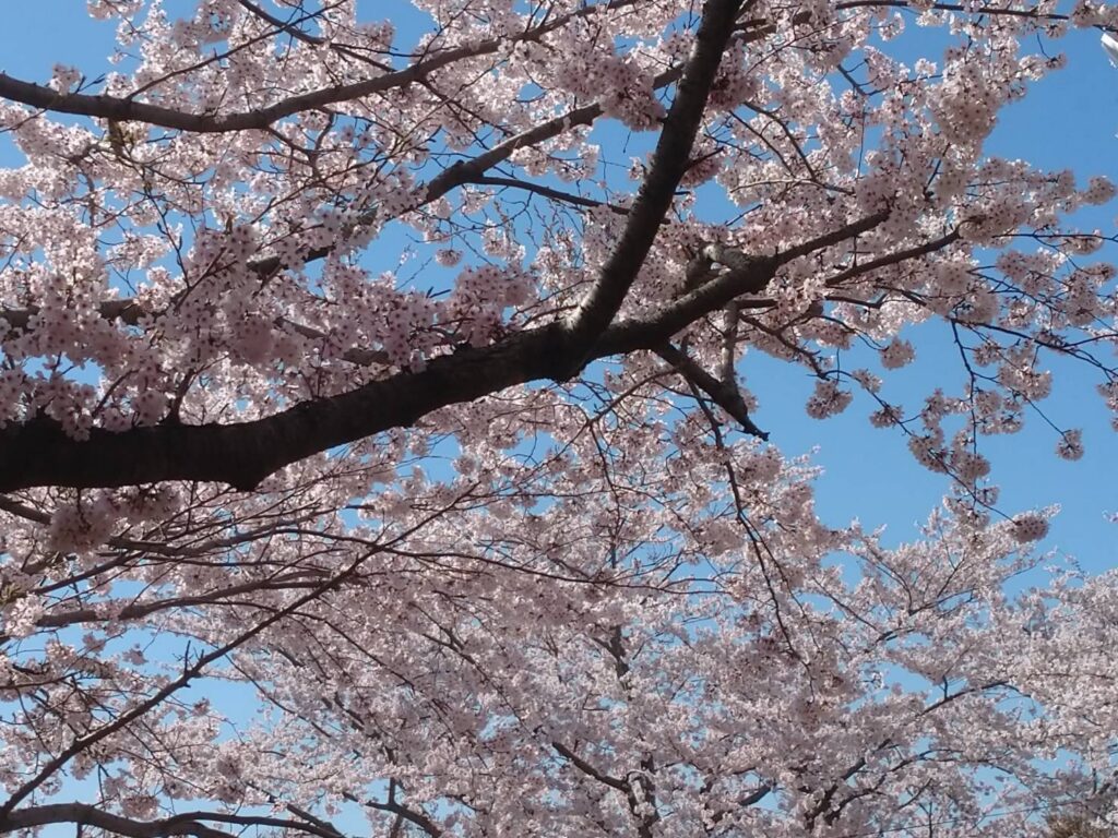 <img src="photo.jpg" alt="山頂付近の桜の写真">