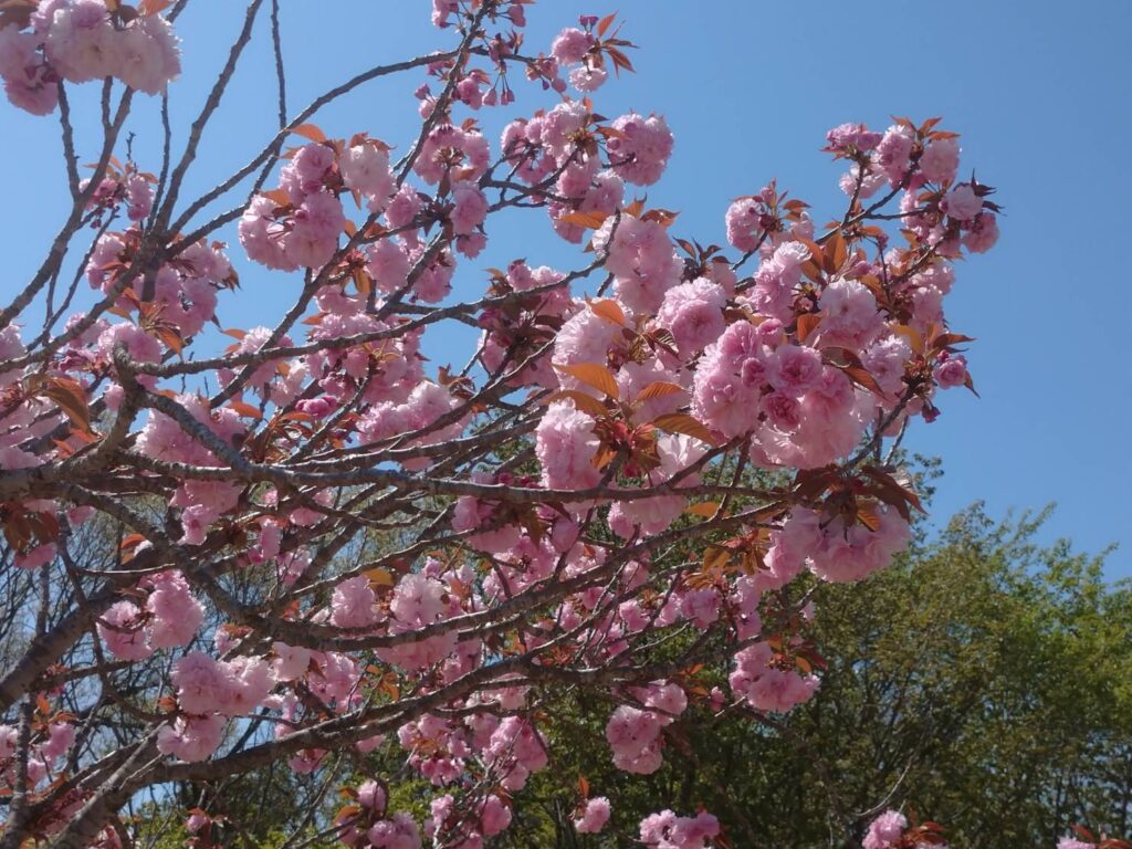 <img src="photo.jpg" alt="桜の写真">
