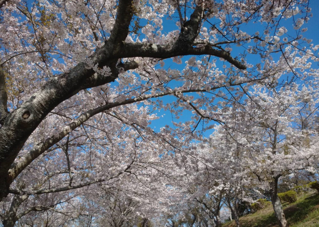 <img src="photo.jpg" alt="桜の写真の写真">