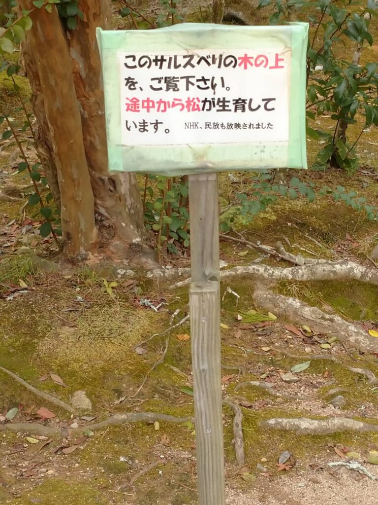 <img src="photo.jpg" alt="瑠璃光寺サルスベリの木のイメージの写真">