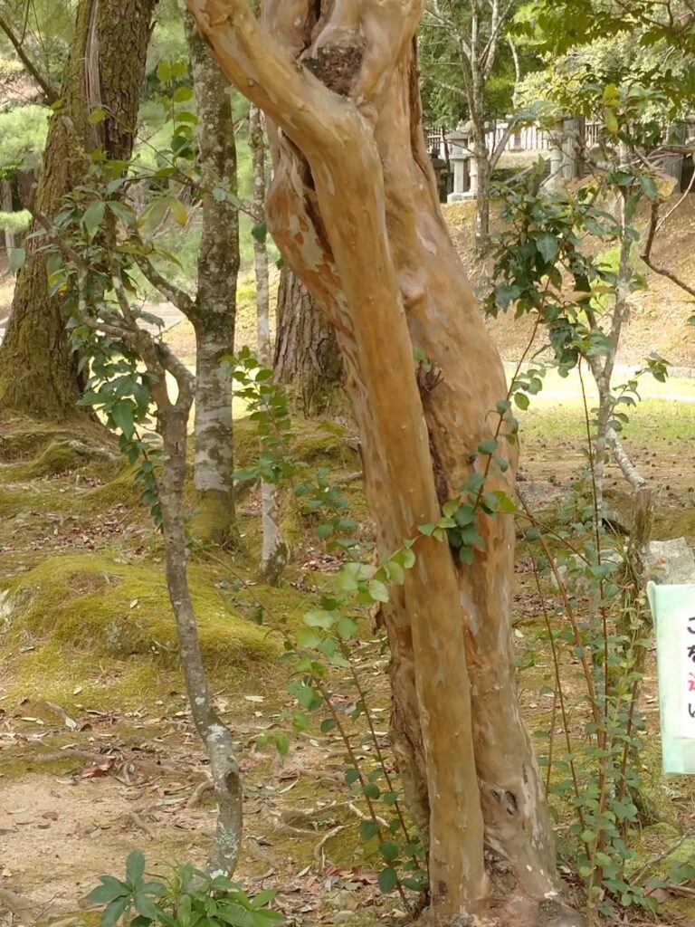 <img src="photo.jpg" alt="瑠璃光寺の香山公園のサルスベリのイメージの写真">
