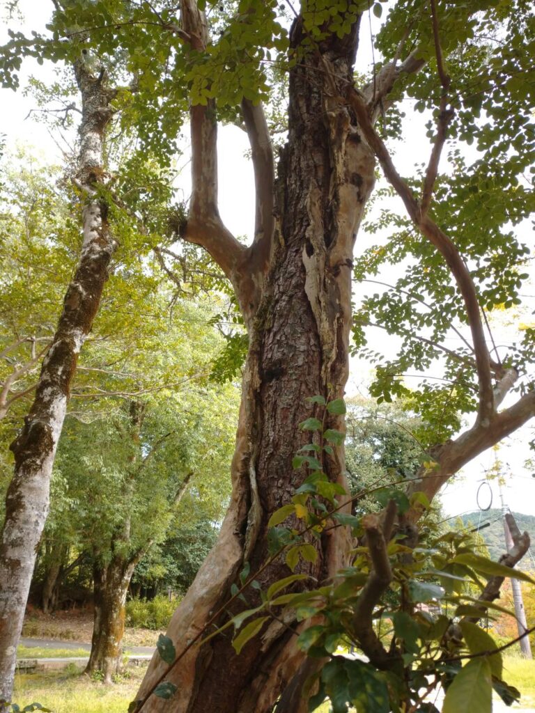 <img src="photo.jpg" alt="国宝瑠璃光寺の香山公園サルスベリの木のイメージの写真">
