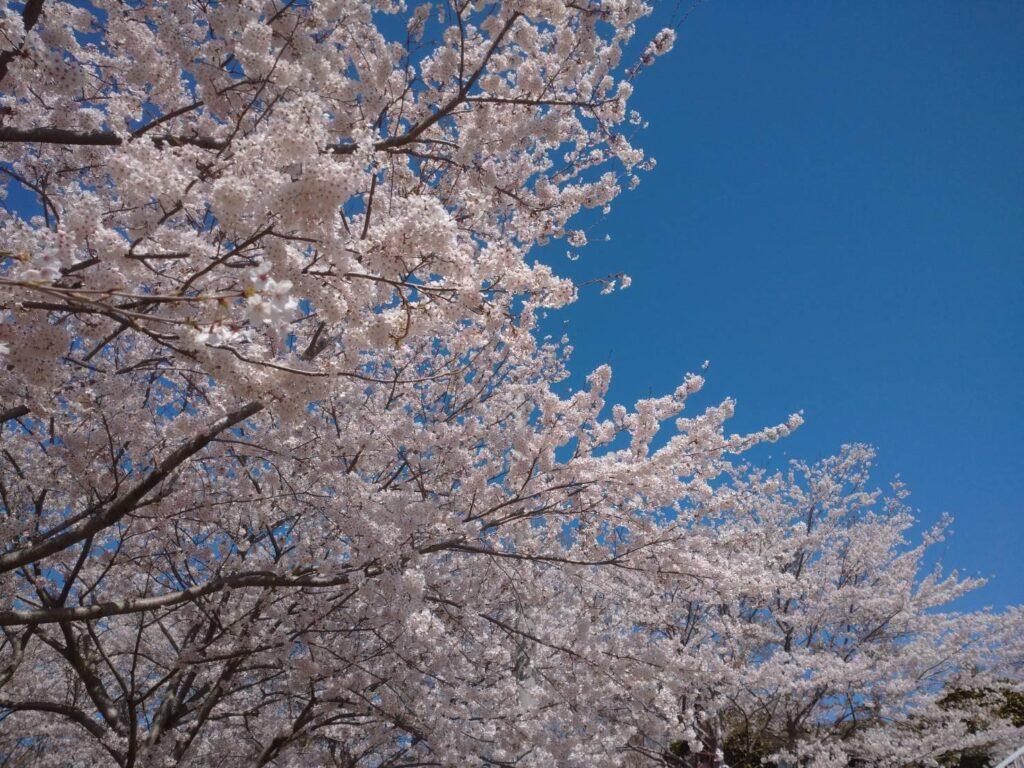 <img src="photo.jpg" alt="桜咲く青空のイメージの写真">