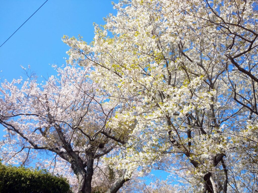 <img src="photo.jpg" alt="桜のイメージの写真">